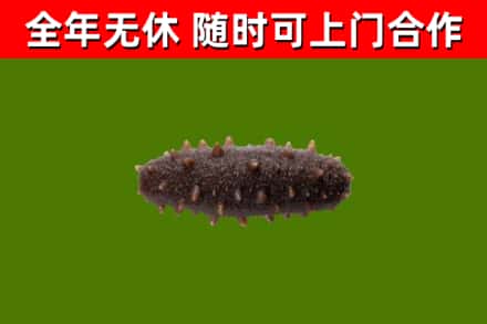 固阳烟酒回收干海参.jpg